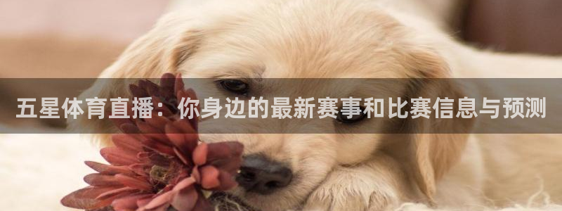 so米足球直播
